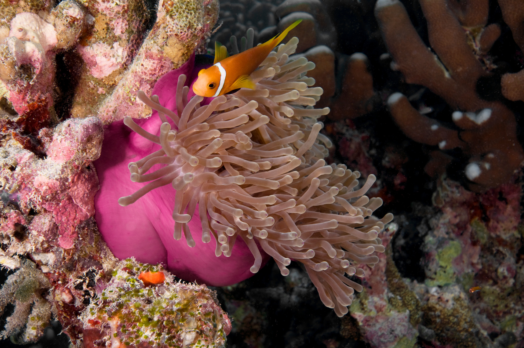 Anemone Fish in Maldives