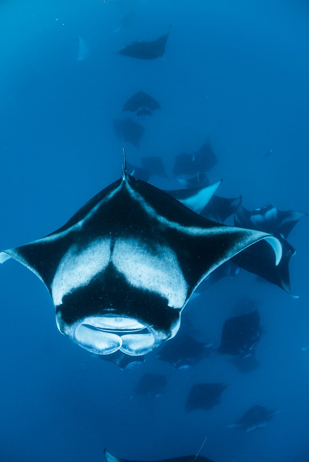 Manta Ray in Hanifaru Bay