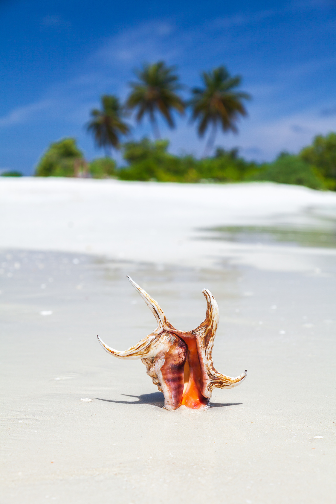 Spider shell on desert island Maldives