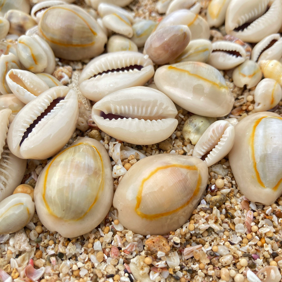 The Ring Cowrie Shell