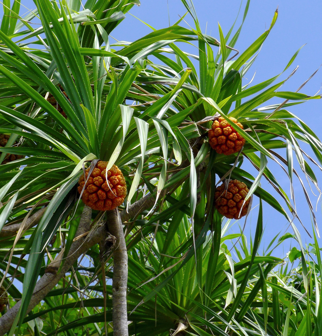 Pandanus tree also known as pandan or screw pine or screw palm